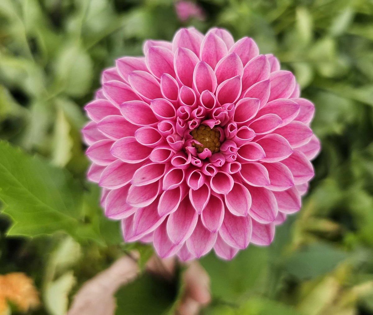 Dahlia Tuber Rebecca Lynn Two Bees & A Bud