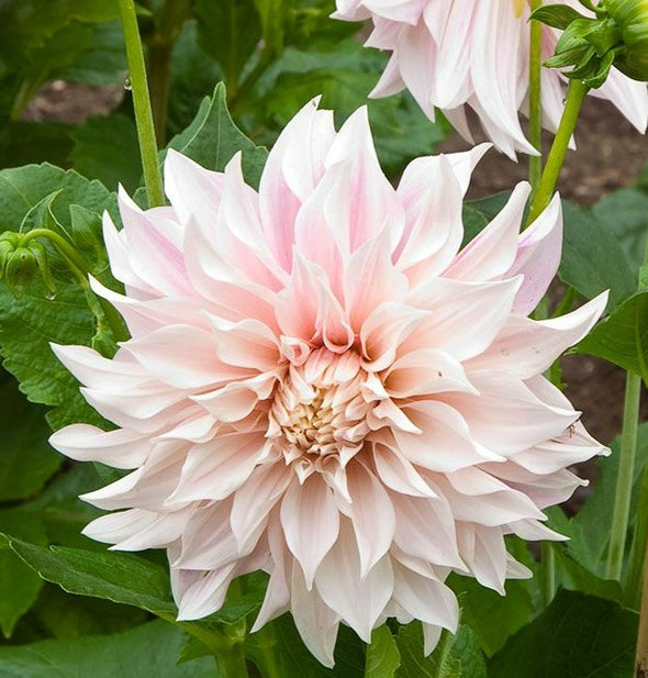 Dahlia Tuber - Cafe Au Lait